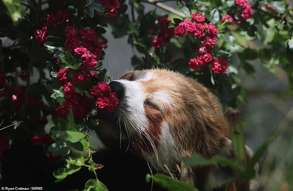 Dieser Rote Panda schloss selig die Augen, als er im Five Sisters Zoo in West Lothian Blumen roch, auf einem Foto von Ryan Colman
