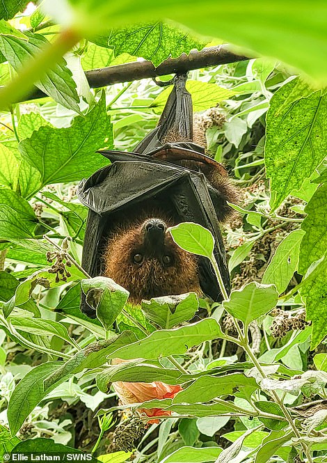 Rodrigues, der Flughund im Naturschutzpark Tropical Butterfly House in der Nähe von Sheffield, hält sich gerne kopfüber auf, wie dieses von Ellie Latham aufgenommene Foto zeigt