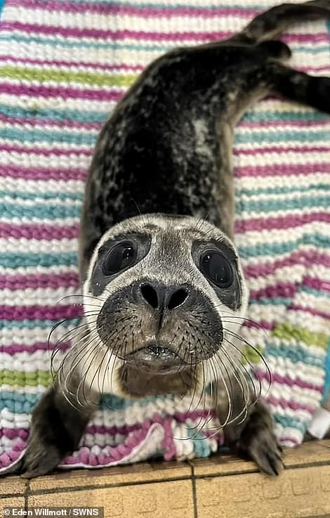 Eden Willmott hat dieses Foto von Little Miss Baby gemacht, einem geretteten Seehundwelpen im Natureland Seal Sanctuary in Skegness