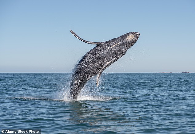 Die hohe Intelligenz und die ausgeklügelten Kommunikationssysteme von Buckelwalen machen sie zu einem guten Stellvertreter für die Kommunikation mit außerirdischem Leben (Archivbild)
