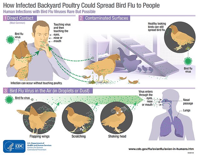 Laut CDC ist das Risiko, dass jemand mit der Vogelgrippe infiziert wird, „gering“.  Die obige Grafik erklärt, wie sich jemand durch ein Haushuhn anstecken kann