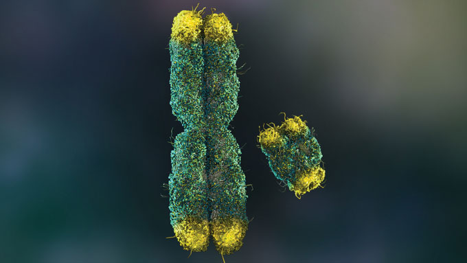 A digital rendering of the X and Y chromosomes