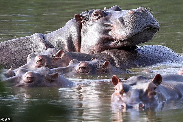 Flusspferde schwimmen am 4. Februar 2021 in der Lagune des Hacienda Napoles Park, einst das Privatgrundstück des Drogenbosses Pablo Escobar, der vor Jahrzehnten drei weibliche und ein männliches Flusspferd in Puerto Triunfo, Kolumbien, importierte
