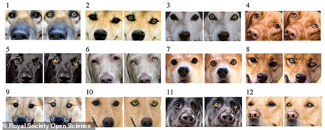 Die Forscher sammelten 12 Bilder von Hunden, darunter Labrador Retriever, Vizslas und Welsh Corgis, und färbten ihre Augen entweder dunkel oder gelb ein
