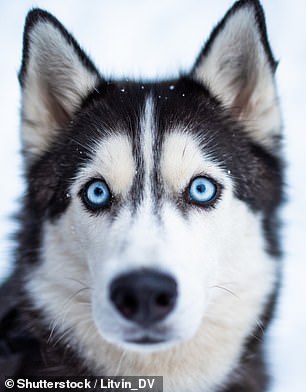 Hunde mit helleren Augen gelten als weniger freundlich