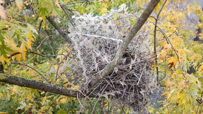 A Eurasian magpie nest made out of antibird spikes in a tree