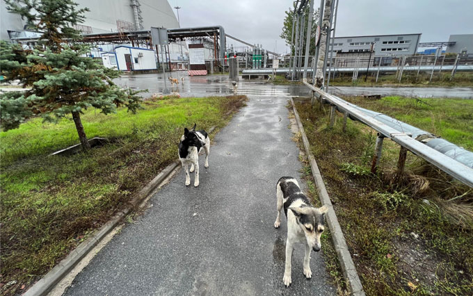 two free-roaming dogs in Chernobyl