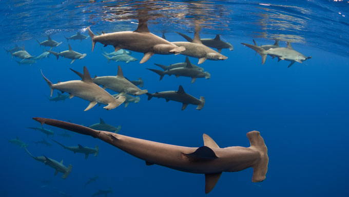 a group of scalloped hammerhead sharks swim near the surface of the ocean