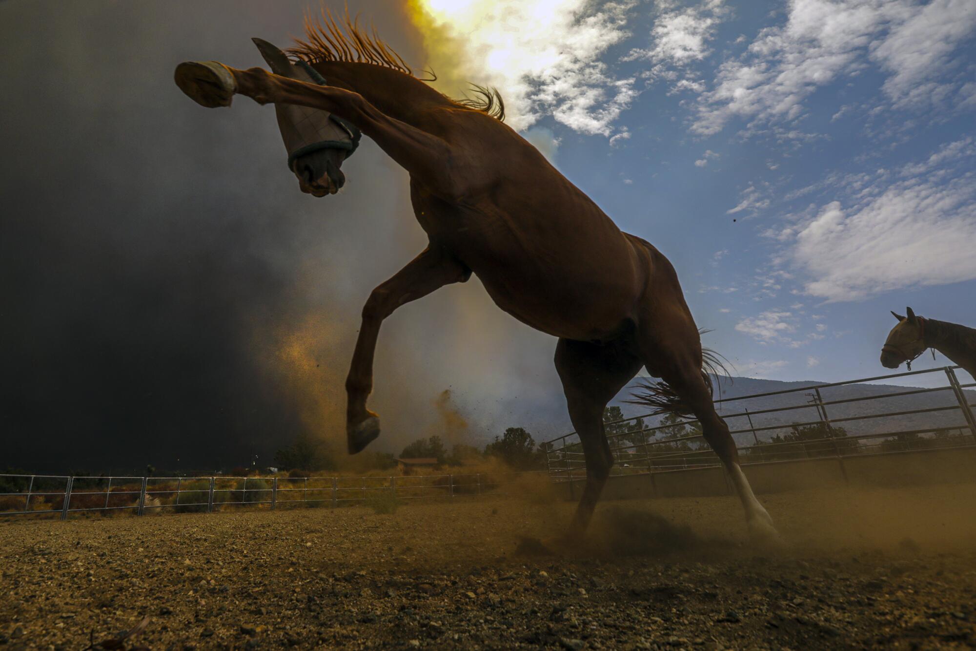 Pferde werden durch das nahende Bobcat-Feuer im Jahr 2022 erschreckt.