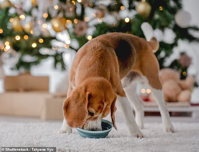 Sogar der traditionelle Weihnachtsschinken gilt als äußerst gefährlich für Hunde, die die großen Mengen an Fetten und Konservierungsstoffen nicht verarbeiten können (Archivbild)