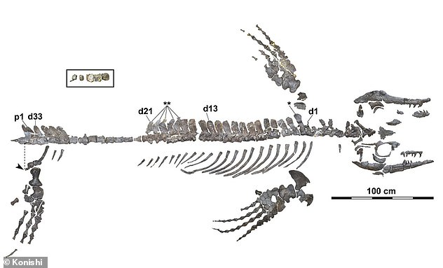 Merkmale der Wirbel des Fossils ließen darauf schließen, dass der Blaue Drache eine Rückenflosse hatte, was ihn völlig einzigartig unter den Mosasauriern machte