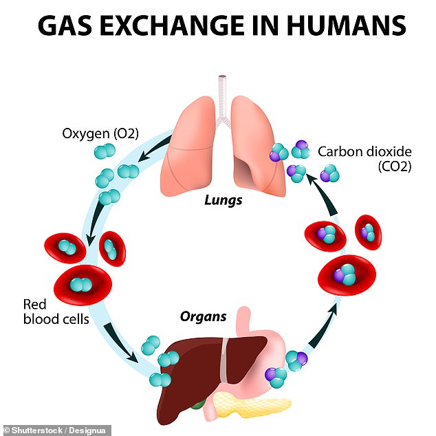 Wenn wir einatmen, gelangt Luft in die Lunge und Sauerstoff aus dieser Luft gelangt ins Blut, während CO2, ein Abgas, vom Blut in die Lunge gelangt und ausgeatmet wird