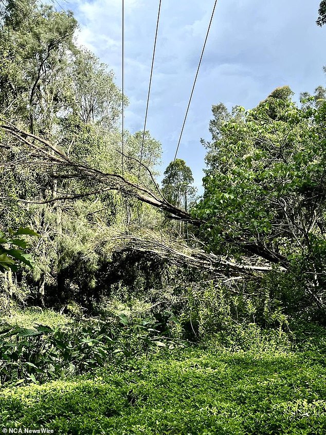 The storms left behind a wake of destruction across the Gold Coast as trees were torn from their stumps
