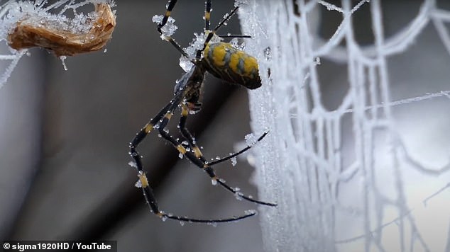 Die Einschätzung der Forscher basierte teilweise auf den Ergebnissen eines erschreckenden wissenschaftlichen Experiments, bei dem über zwei Dutzend riesige Spinnentiere jeweils zwei Minuten lang festgefroren wurden – wobei jede Jorō-Spinne noch am Leben war, um die Geschichte zu erzählen.  (Oben übersteht ein Joro die Kälte in Japan)