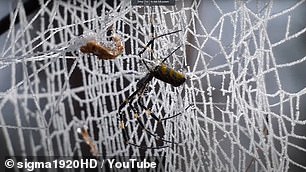 Von den 27 Jorō-Spinnen überstanden fast drei Viertel (74,1 Prozent) diesen Einfrierversuch völlig unbeschadet, die restlichen sieben überlebten, wenn auch mit Eisverletzungen