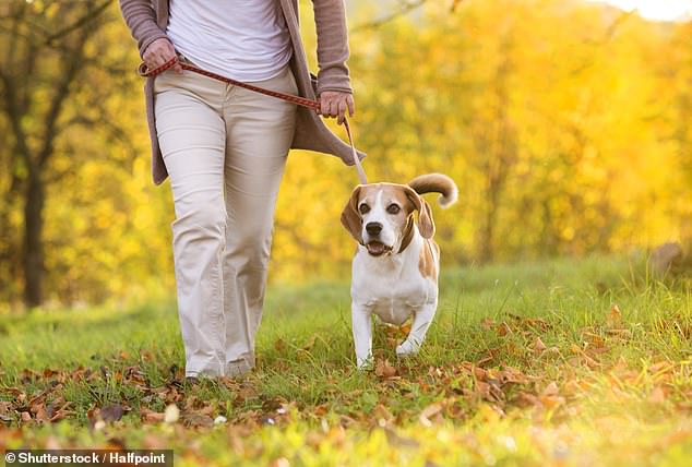 Während Hundebesitzer dazu neigen, sich mehr zu bewegen, was auch die Gehirngesundheit im Alter verbessern kann, könnte jede Art von Haustier den schnelleren kognitiven Verfall, der bei allein lebenden Menschen zu beobachten ist, „vollständig ausgleichen“.
