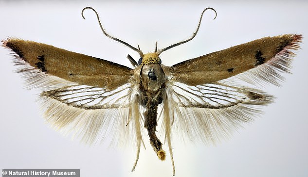 Eine weitere überraschende Entdeckung war eine neue Mottenart, die von einem Amateur in Ealing gefunden wurde und sich als in Westaustralien beheimatet erwies