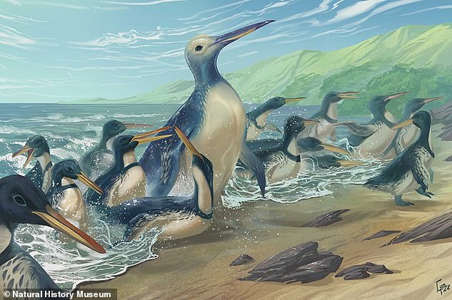 Eine der entdeckten Arten war der Kumimanu fordycei, mit einem geschätzten Gewicht von 150 kg der größte jemals existierende Pinguin.