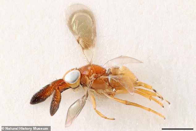 Insgesamt wurden 619 neue Wespenarten entdeckt, darunter Anicetus lysithe, von der angenommen wird, dass sie gallenbildende Insekten parasitiert