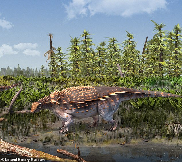 Das Naturkundemuseum fand außerdem eine neue Art gepanzerter Dinosaurier namens Vectipelta barretti, die auf der Isle of Wight gefunden wurde