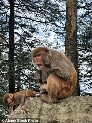 Jo sagt, Shimla sei „ein winziges Dorf mit 100 Einwohnern“ gewesen, als der britische Raj es 1815 entdeckte, aber heute habe es eine Bevölkerung von 200.000 und viele Affen (oben).