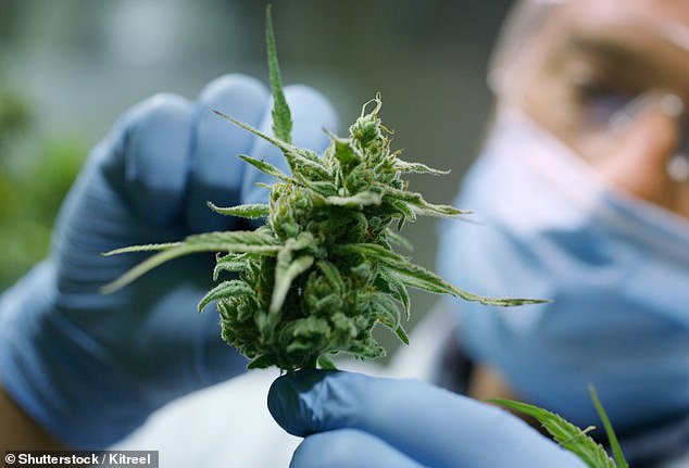 Familien sagen, dass sie zwischen 400 und 2.000 Pfund im Monat bezahlen, um privat medizinisches Cannabis zu kaufen (Stockfoto eines Wissenschaftlers, der Hanfpflanzen in einem Gewächshaus untersucht)