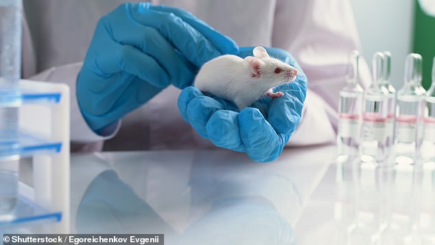 Mäuse, die genetisch so verändert wurden, dass sie zellschützende Proteine ​​produzieren, lebten viel länger als Mäuse, bei denen dies nicht der Fall war