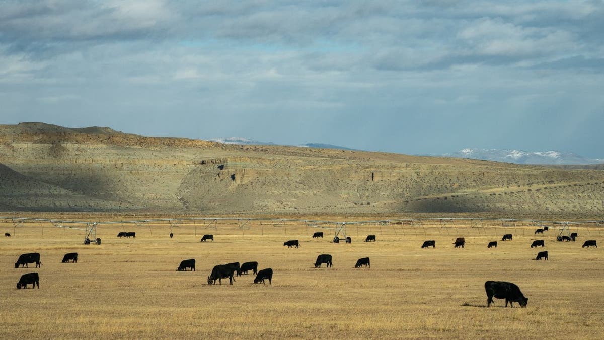 Ein Bild von etwa 20 Rindern, die auf einem Feld in Wyoming grasen