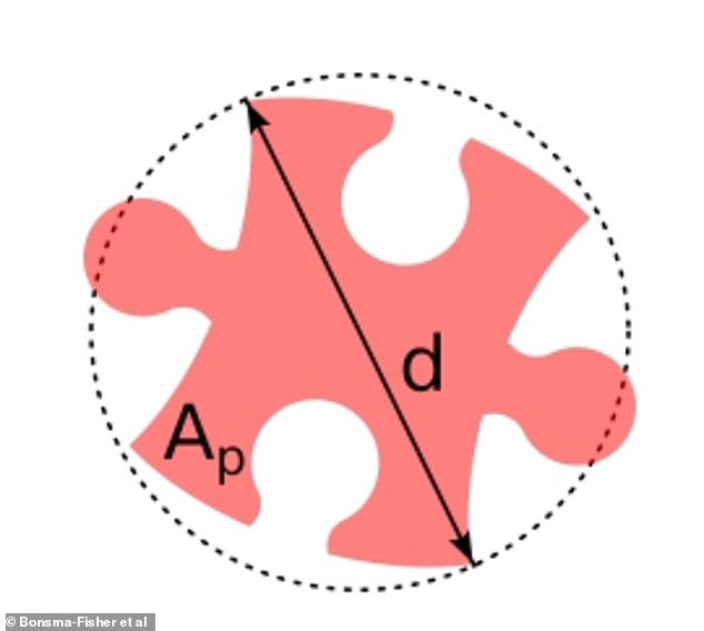 Da die Teile vor dem Zusammenbau zufällig ausgerichtet sind, gingen die Experten davon aus, dass sie sich im Durchschnitt wie Kreise verhalten, deren Durchmesser der Diagonale des Quadrats entspricht (hier dargestellt).