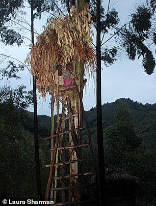 Der Batwa-Stamm baute früher Baumhäuser wie das hier abgebildete, um seine Kinder vor Raubtieren zu schützen, wenn sie auf Nahrungssuche gingen