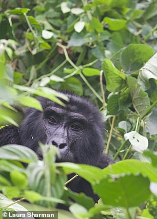 Die Batwa wurden aus ihren Wäldern vertrieben, um unter anderem die gefährdete Population der Berggorillas zu schützen