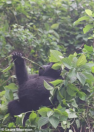 „Die Gorillas haben mich in diese magische Ecke der Welt gebracht, aber ich gehe mit Gedanken auf die Batwa“, schreibt Laura