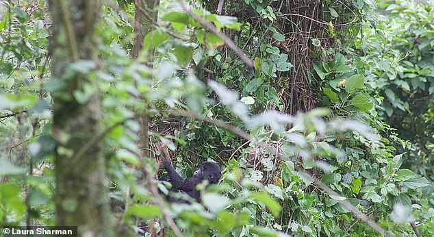 Der Bwindi Impenetrable Forest sei undurchdringlich, schreibt Laura, nicht nur durch seine Steilheit, sondern auch durch seine endlosen Dornenbüsche, wie dieses Bild zeigt