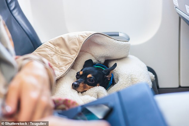Einer Umfrage zufolge würde die Mehrheit der Menschen im Flugzeug lieber neben einem Haustier sitzen als neben einem Kind