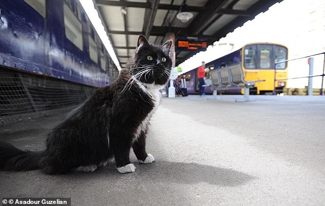 Felix patrouillierte 12 Jahre lang am Bahnhof und begeisterte Kunden und Pendler, die vorbeikamen.  Die freundliche Katze ist im Dienst am Bahnhof Huddersfield abgebildet