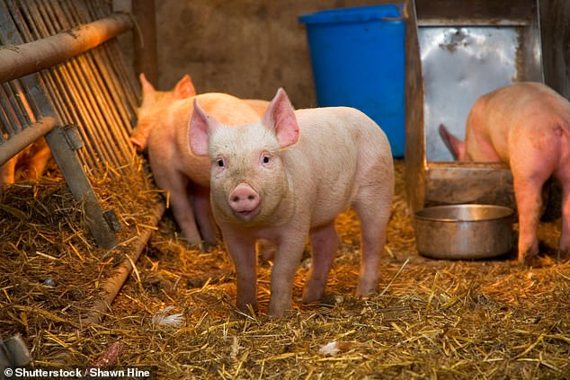 Die Symptome der Schweinegrippe – die 2009 eine weltweite Pandemie auslöste – ähneln denen der normalen Grippe und von Covid.  Aber es verbreitet sich nicht so leicht zwischen Menschen.  Die meisten Fälle treten bei Personen auf, die infizierten Schweinen ausgesetzt sind, beispielsweise bei Besuchern von Jahrmärkten und bei Landwirten.  Im Herbst und Winter nehmen Schweinegrippefälle bei Schweinen zu