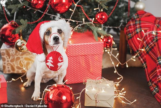 Haustierbesitzer werden gewarnt, in dieser Weihnachtszeit darauf zu achten, was sie ihren pelzigen Freunden füttern, wenn sie einen kostspieligen Gang zum Tierarzt vermeiden wollen (Archivbild)