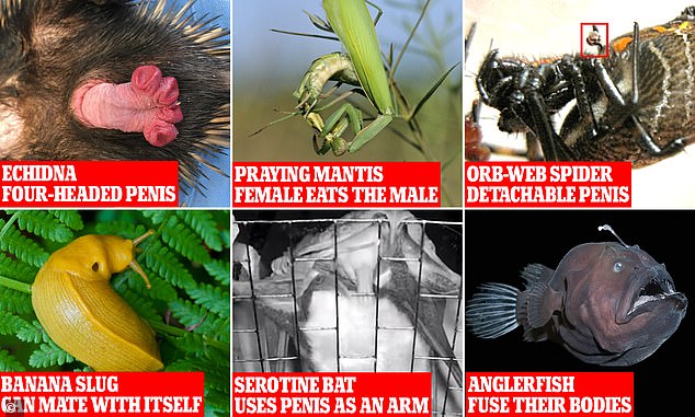 Vom Ameisenigel mit einem vierköpfigen Penis bis hin zu Bananenschnecken, die sich mit sich selbst paaren können, hier sind einige der seltsamsten Sexgeschichten der Natur