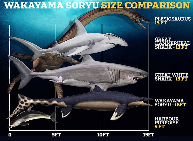 Der Wakayama Soryu war etwa so groß wie ein moderner Weißer Hai und dürfte einer der größten Wasserräuber seiner Zeit gewesen sein