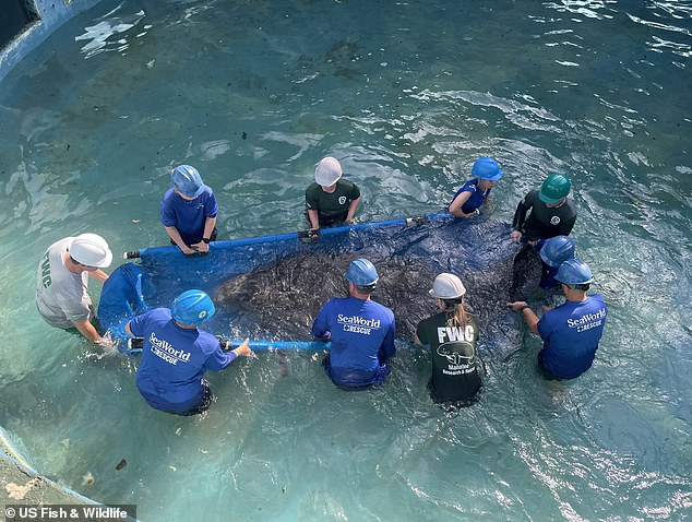 America's loneliest manatee has finally been moved after the mammal was left to live out his twilight years in a tiny 30ft concrete pool in Miami and forced to live separately from his mate Juliet. 67-year-old Romeo is pictured being placed into this new home
