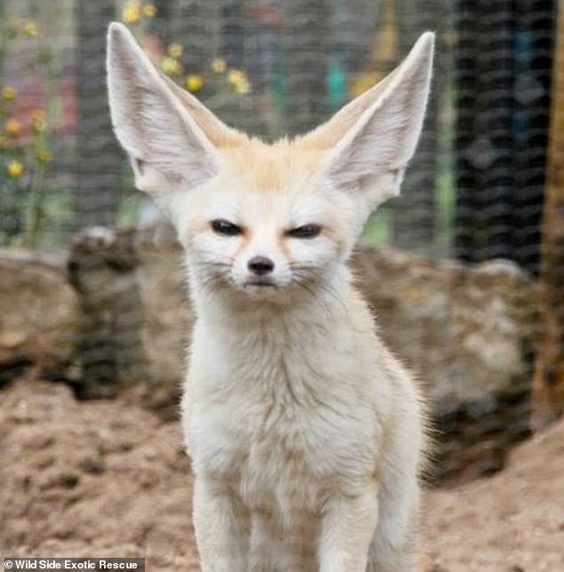 Foxes like this animal at Wild Side Exotic Rescue have to be rescued from the pet trade because most owners are not able to accommodate their needs