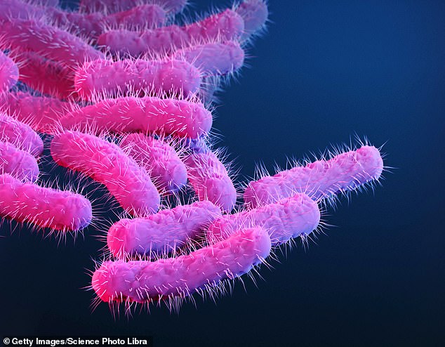 Shigella-Bakterien enthalten ein „Schalter“-Protein namens VirB, das das Bakterium dazu bringt, beim Menschen schwere Magen-Darm-Erkrankungen zu verursachen