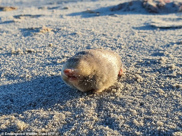Ein Maulwurf mit einem schimmernden goldenen Fell, der 1936 als ausgestorben galt, nachdem alle Spuren der Art verschwunden waren, wurde an einem Strand in Südafrika wiederentdeckt