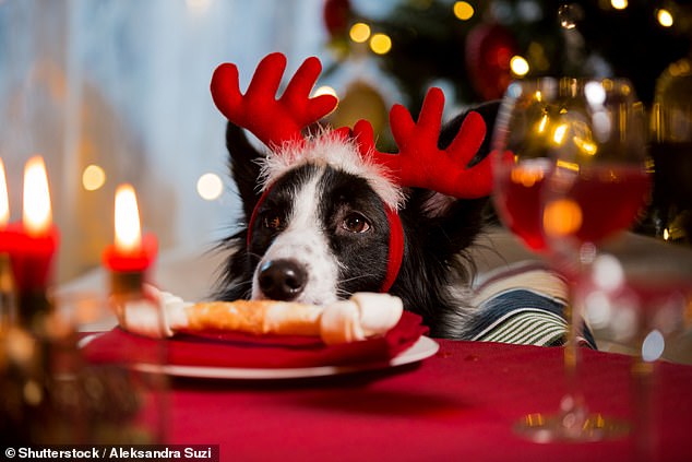 Die hundefreundlichen Urlaubsvermittler Canine Cottages haben sich mit der in Cheshire ansässigen klinischen Tierverhaltensforscherin Rachel Rodgers zusammengetan, um kompetente Ratschläge für die Bewältigung der Weihnachtszeit mit einem Hund zu Hause zu geben (Archivbild)