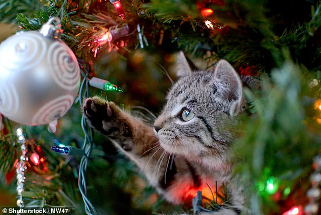 Die Nadeln Ihres Weihnachtsbaums können für Katzen gefährlich sein, da sie giftige Öle enthalten und ihnen sogar den Magen durchbohren können (Archivbild)