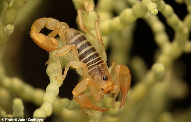 Wissenschaftler haben 29 Exemplare einer brandneuen Art giftiger Skorpione sichergestellt, eines davon mit einzigartig dicken „gebogenen“ Krallen, nachdem ein engagierter ziviler Forscher eines erstmals in der kalifornischen San Joaquin-Wüste entdeckt hatte.  „Sie befanden sich an einem sehr ungewöhnlichen Ort“, sagte ein Forscher