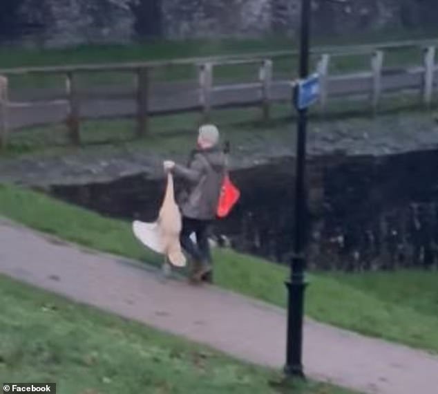 Am Sonntagnachmittag wurde ein Mann vor der Kamera dabei gefilmt, wie er einen Schwan am Hals durch den Park in der Nähe von Caerphilly Castle zog.  Der Schwan schlägt mit den Flügeln, um sich zu befreien