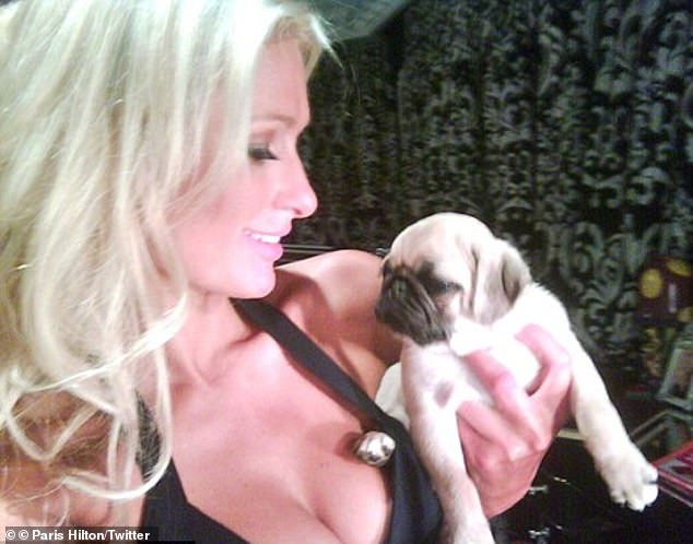 Mit ihren gequetschten kleinen Nasen und lockigen Schwänzen sind Möpse bei Hundeliebhabern und Prominenten wie Paris Hilton beliebt