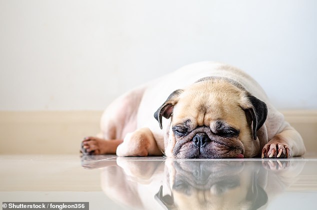 Tierärzte raten den Menschen dringend, keine Möpse zu kaufen, da neue Forschungsergebnisse zeigen, dass Hunde mit flachem Gesicht häufiger unter Schlafstörungen leiden