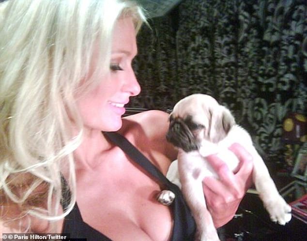 Mit ihren gequetschten kleinen Nasen und dem lockigen Schwanz sind Möpse bei Hundeliebhabern und Prominenten wie Paris Hilton beliebt